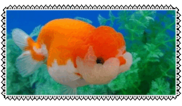 chubby goldfish